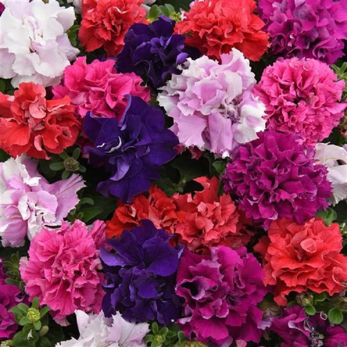 Petunia double cascade mix