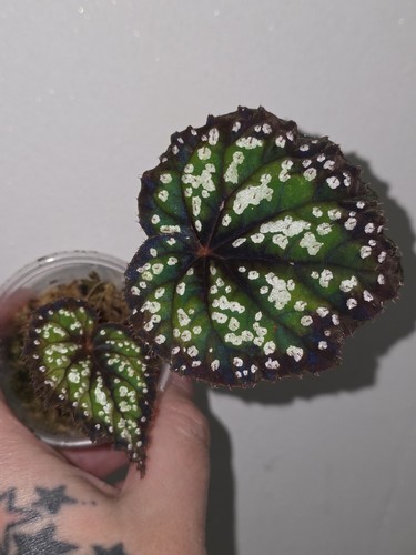 Begonia fairytale rare - begonia,