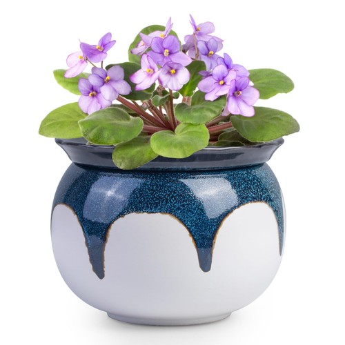 Buymax african violet - buymax, pots,