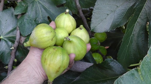Fig tree superbly - tree, producing
