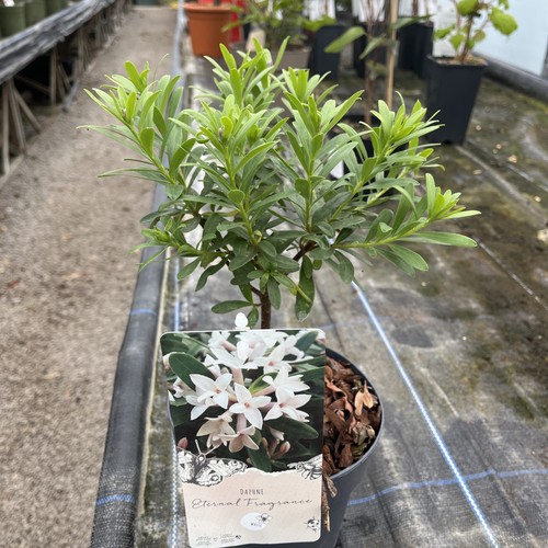 Daphne transatlantica - daphne, x