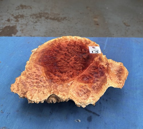 Red mallee burl burr - /, /