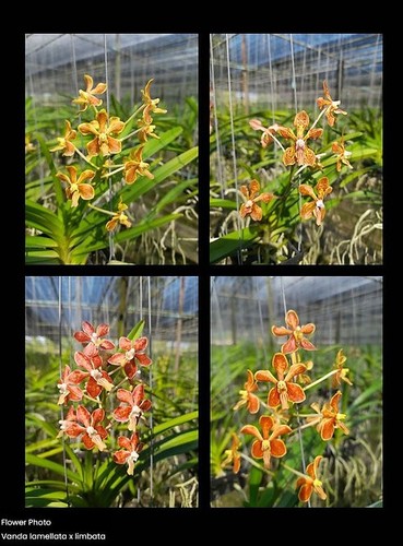 Rare vanda lamellata - rare,