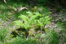 WOODLAND FERN PLANTS  5