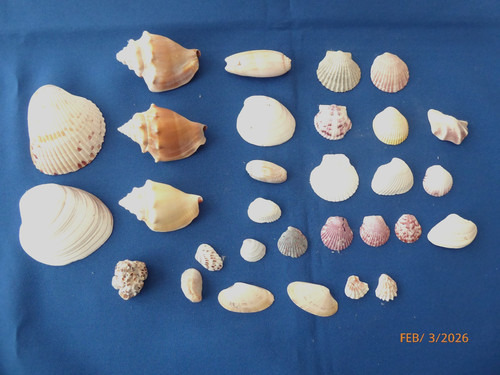 Mixed bundle florida sea - x,