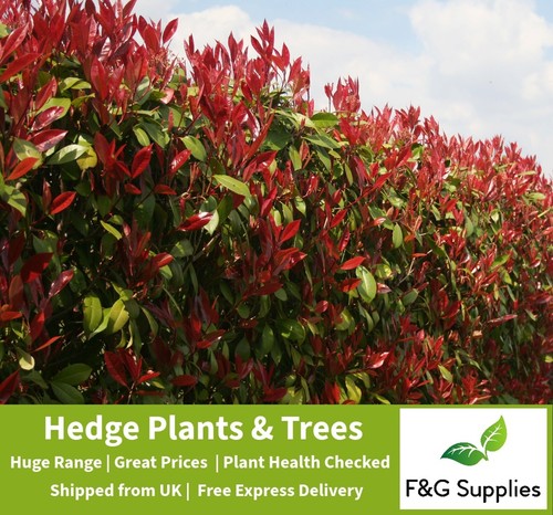 Photinia red robin evergreen - red,
