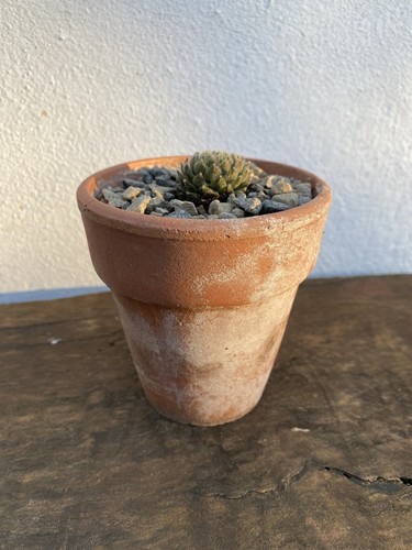 Vintage terracotta pots - terracotta,