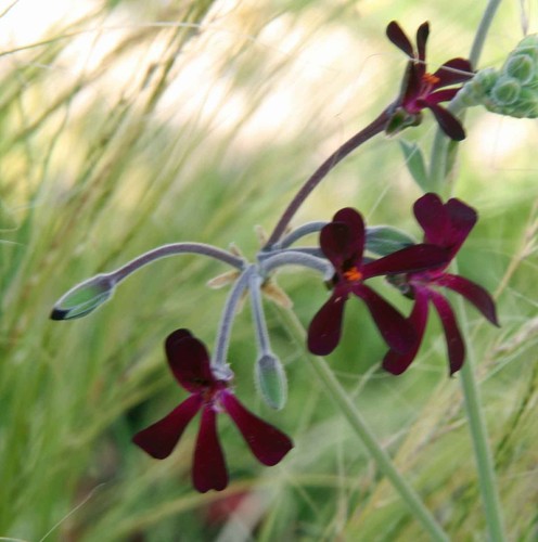 Species pelargonium plant p - species,