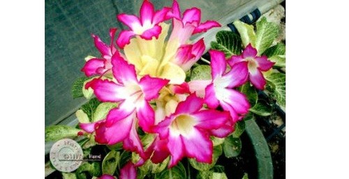 Desert rose plants grown - rose,