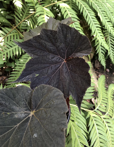 Begonia dark side the moon - dark,