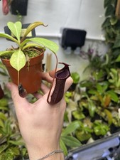 Female Nepenthes Lowii X