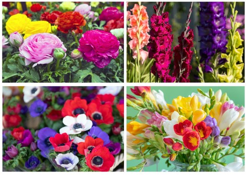 Mixed summer flowering - mixed,