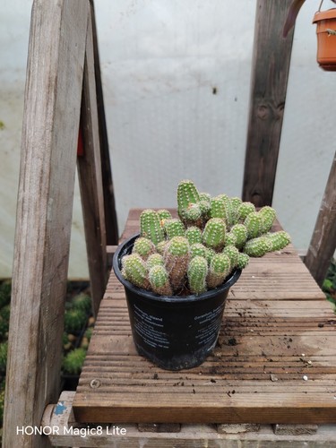 Peanut cactus ancistrophora - peanut,