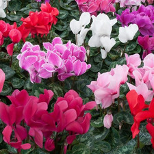 Cyclamen Garden Plants | Vibrant Large Flowering Tuberous Perennial (6 Pack)