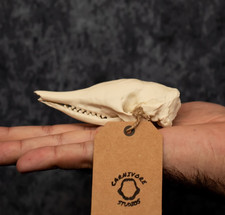 Armadillo Skull Lifesize