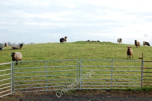 Photo 6x4 sheep and - sheep,