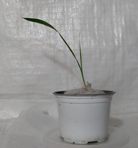 Mexican fan palm washingtonia - mexican,