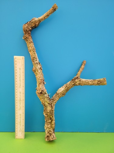 Cork bark branch 50cm - 50cm, snake
