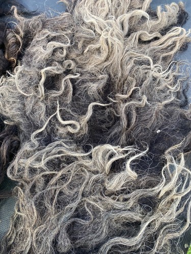 600g raw hebridean sheep - 600g,