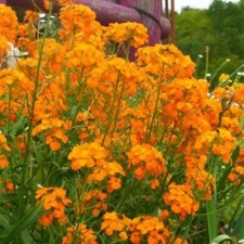 Erysimum plug plants
