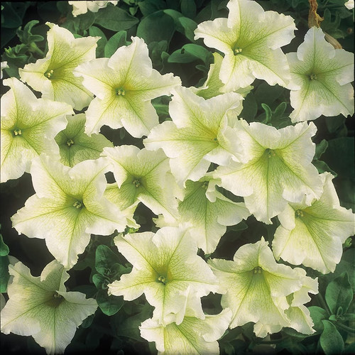 Trailing petunia surfinia - 6,