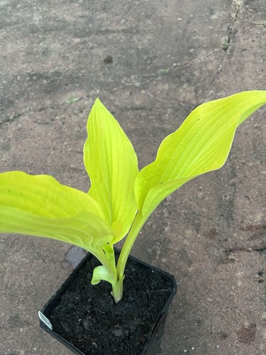 Hosta gold haze medium - haze,