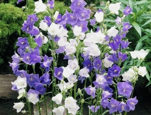 Campanula blue and - white,