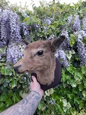 Antique taxidermy fallow - fallow, buck