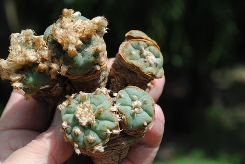 Ariocarpus astrophytum - ariocarpus,