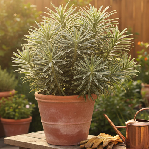 Large plant euphorbia - plant,