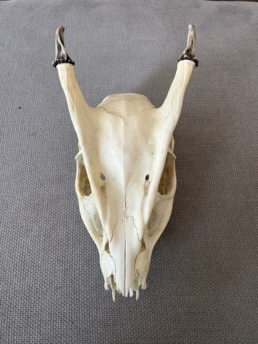 Muntjac skull taxidermy - skull,