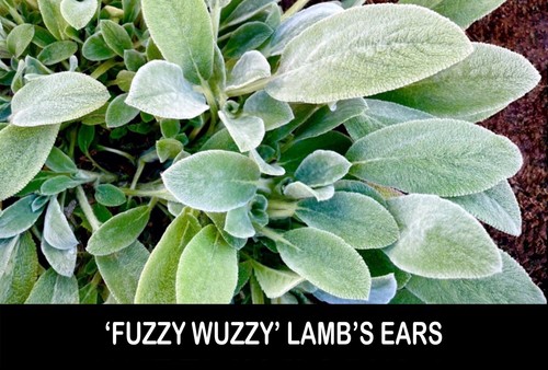 Lamb ears fuzzy - lamb’s,
