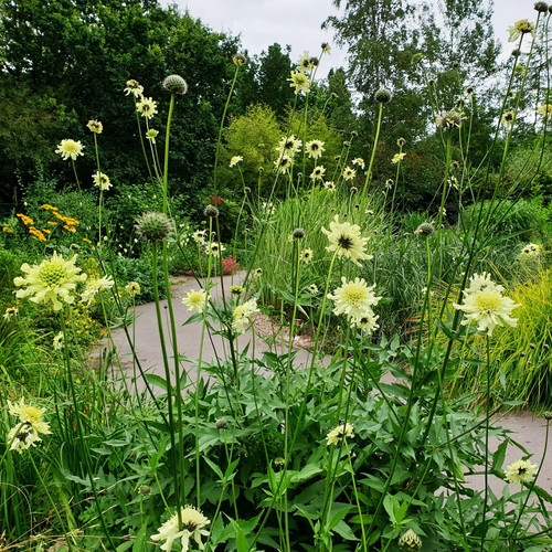 Giant scabious cephalaria - scabious,