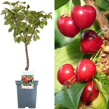 Patio Fruit Tree Collection |
