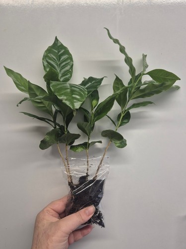 Large coffee arabica - coffee, plant