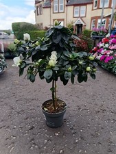 White Standard Azalea Shrub |