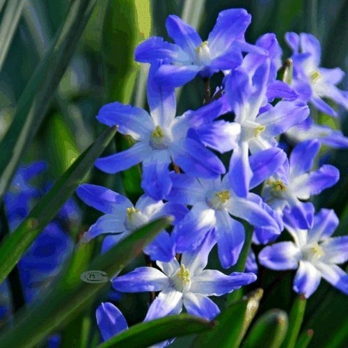 Chionodoxa forbesii blue - forbesii,