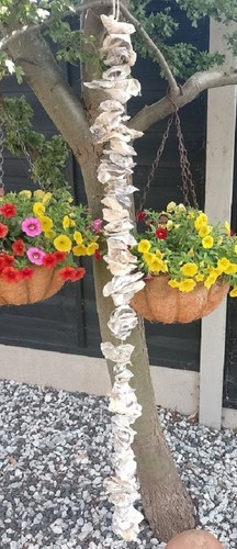 Oyster shell garland metre - shell,