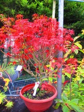 2ft inc. pot OUTDOOR Bonsai