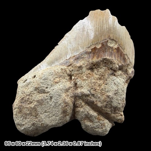 Megalodon shark tooth - shark,