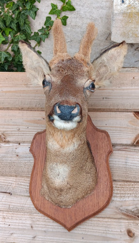 French taxidermy roe - french, deer