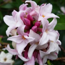 Daphne 'Perfume Princess' in a