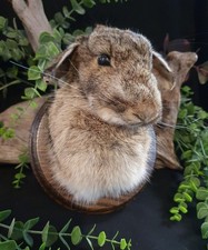 Taxidermy Rabbit Head Mounted