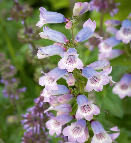 Penstemon stapleford gem - 6,