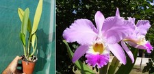 Cattleya gaskelliana, orchid, orchid