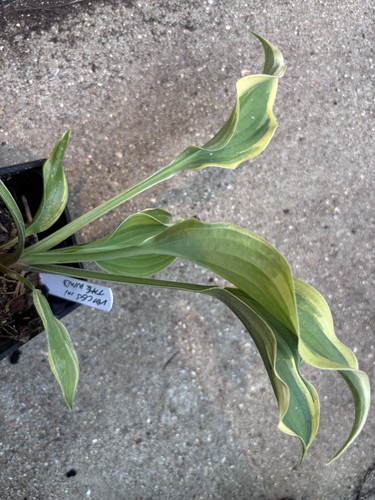 Hosta voices the wind - in,