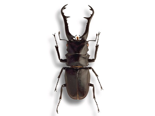 Prosopocoilus giraffa stag - prosopocoilus,