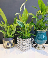 Flower Pot Home Decor Modern Plant Holder Ceramic Pots Planter Indoor Garden 