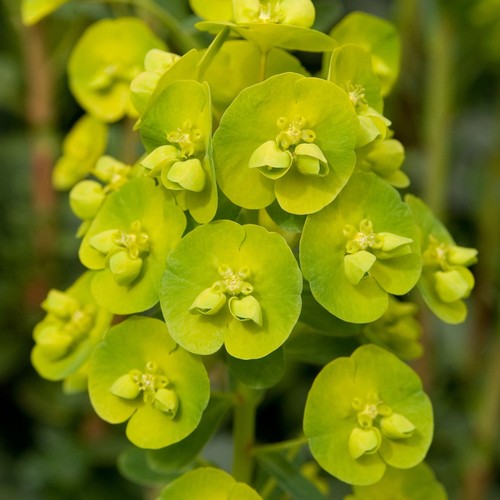 Euphorbia robbiae wood - euphorbia, (wood