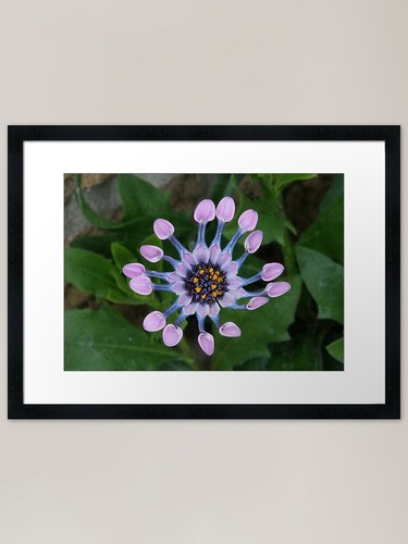 Whirligig framed art - whirligig, print